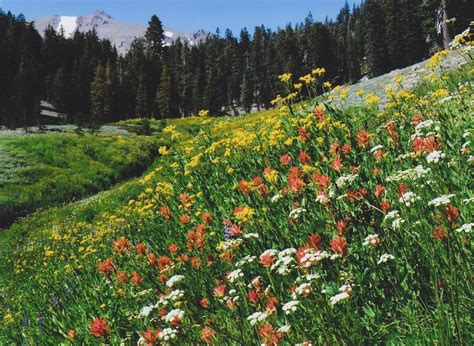 Plant Life - Mountains (U.S. National Park Service)