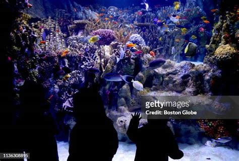 Boston Aquarium Photos and Premium High Res Pictures - Getty Images