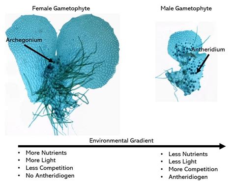 6.2.2: Ferns - Biology LibreTexts