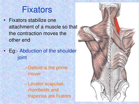 Synergist And Fixator Muscles Examples