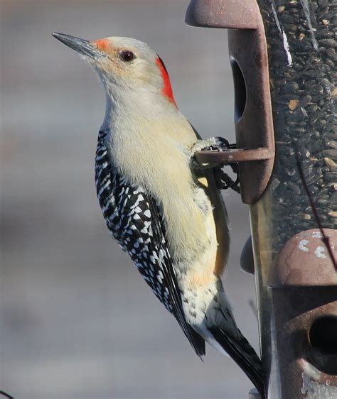 Female Red Bellied Woodpecker | Indiana Ivy Nature Photographer | Flickr
