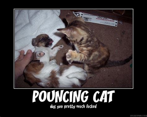 pouncing cat