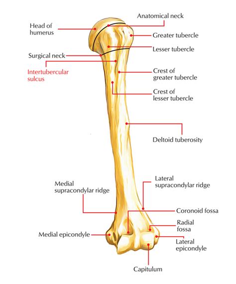 Intertubercular Groove – Earth's Lab