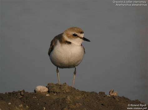 Kentish Plover - Charadrius alexandrinus female adult breeding - rori121093