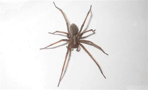 UK Common Types of House Spiders | Panther Pest Control