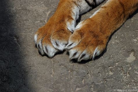 Tiger claws | Close-up of tiger claws. Diergaarde Blijdorp, … | Flickr