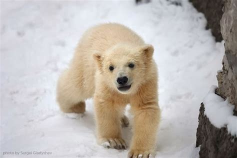 Cute Polar Bear Family Stock Photos By Sergei Gladyshev