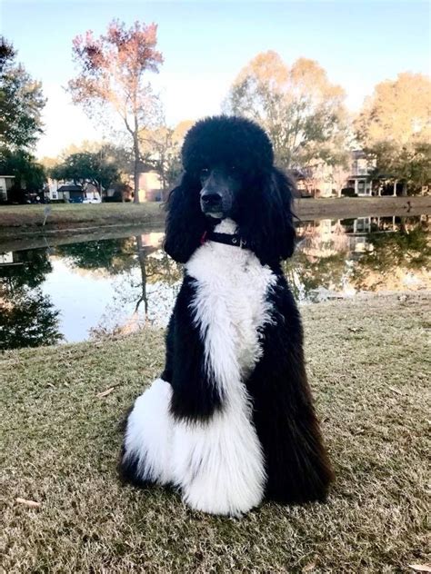 Adorable Black and White Poodle Sitting by the Lake