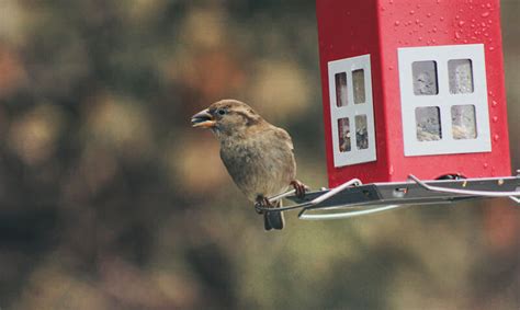 Do birds like red bird feeders - Wildlifeful