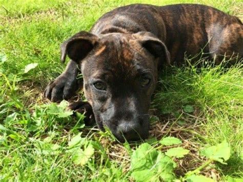 #REUNITED! #Puppy, brindle #Staffy – Belfield #Sydney #NSW 2191