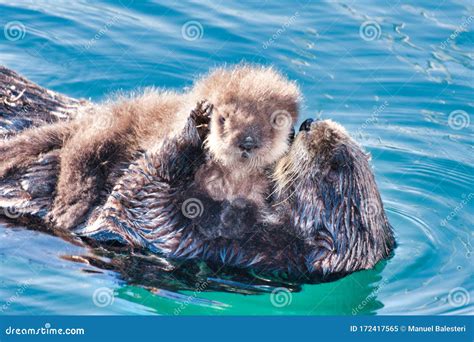 Mother Sea Otter Cuddling Her Recently Born Pup. Stock Image - Image of cuddling, beauty: 172417565