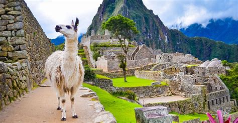 The rise and fall of the Inca Empire is recorded in llama poo | Natural History Museum