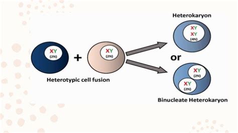 Cell cell hybridization or somatic cell hybridization