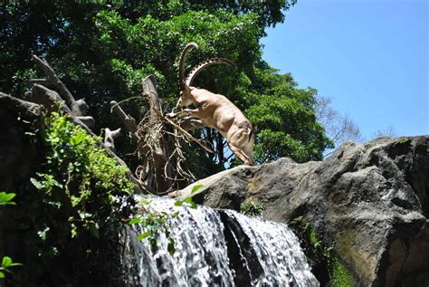 A Day at the Singapore Zoo | Live Limitless