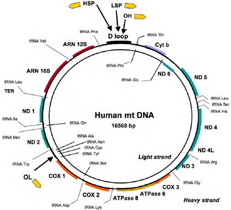 Human mtDNA. The human mitochondrial DNA consists of 16,568 base pairs ...