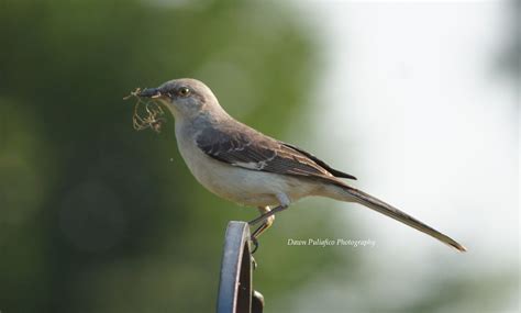 Florida State Bird | Other friends & Neighbors | Pinterest