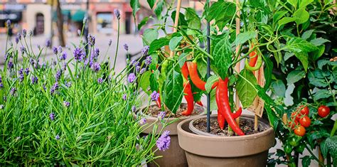 How To Grow Your Own Food With Container Vegetable Gardening