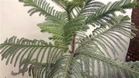 How to Grow Araucaria plant (Norfolk Island Pine) care and tips || Christmas Tree || care and ...