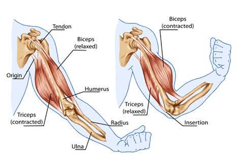 Muscles Work In Pairs Called