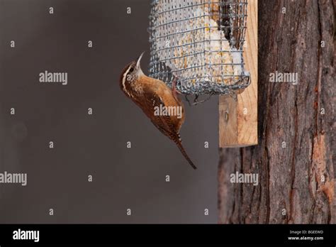 Carolina wren feeding at suet feeder Stock Photo - Alamy