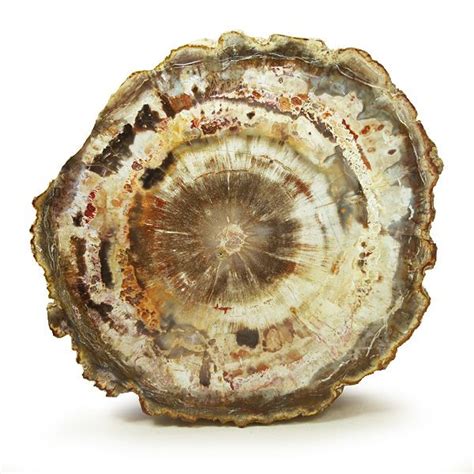 Fossil Petrified Wood | Petrified & Fossilized | Pinterest