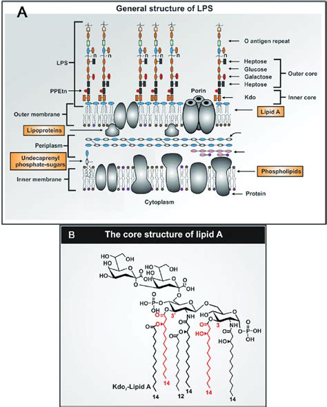 The general structure of (A) LPS and (B) its core lipid A component.... | Download Scientific ...