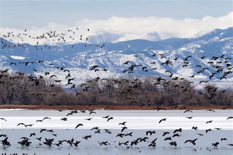 Geese migration stock image. Image of canadensis, park - 29596419