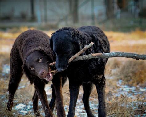 8 Surprising Facts About Curly-Coated Retriever - Facts.net