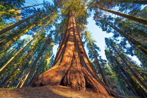 Yosemite National Park Trees Are Being Cut Down—for This Very Good Reason