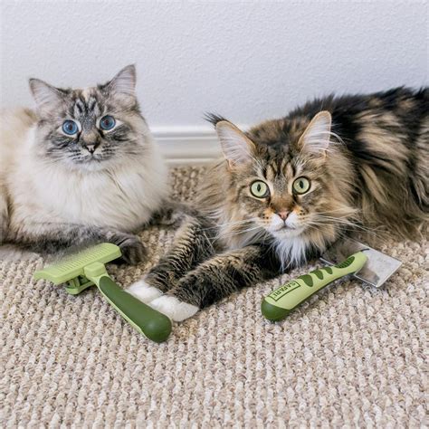 Cat Brushing 101: How often should I brush my cat? - CatsOnly.org