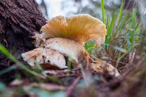 Ghost mushroom hunters photograph glowing fungi | Stuffed mushrooms ...