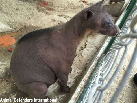 After Decades Of Abuse, Balding Bear Gets Happy Rescue - The Dodo