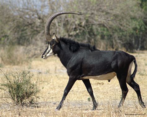 Sable Antelope- Hippotragus niger | SCIENCE | Pinterest | Africans ...