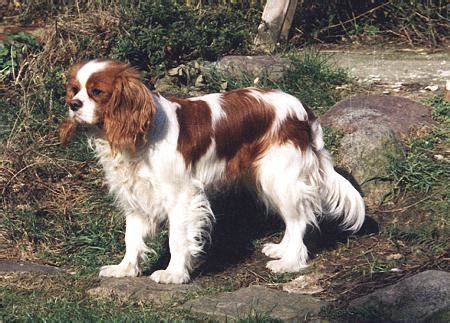 About Dog Cavalier King Charles Spaniel: Training Your Cavalier King ...