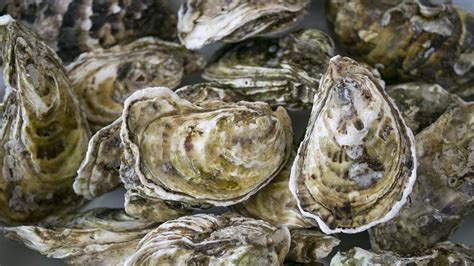 15 Facts About Oysters and the Need to Protect Them | The Pew ...