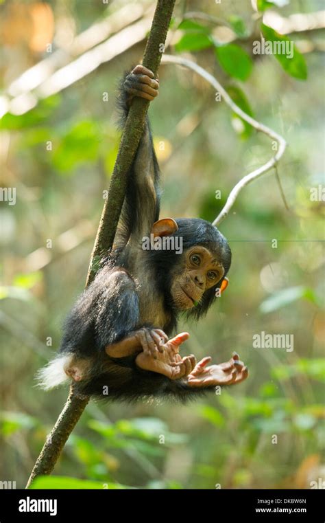 Baby chimpanzee playing hi-res stock photography and images - Alamy