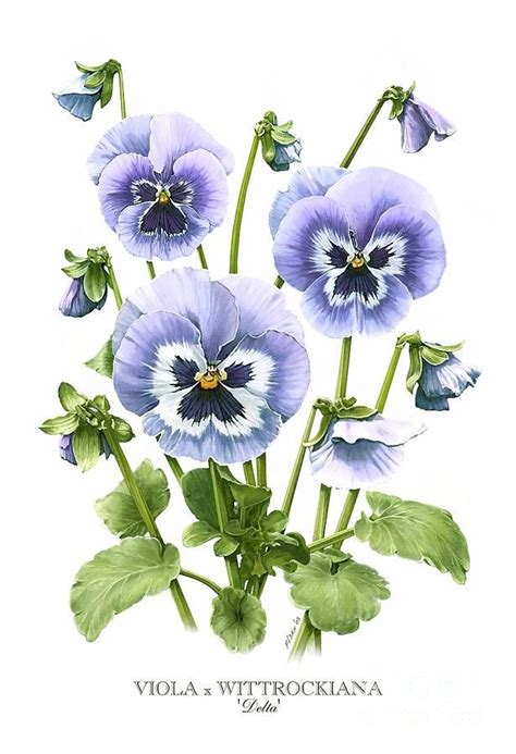 http://images.fineartamerica.com/images-medium-large/viola-pansies ...