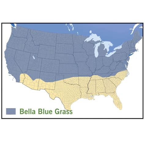 Bella™ Bluegrass Plugs, Dwarf Grass For Shade | High Country Gardens