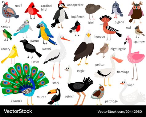 European and asian bird set Royalty Free Vector Image