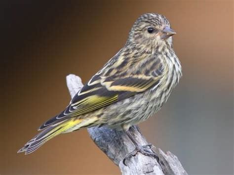 Pine Siskin | Celebrate Urban Birds