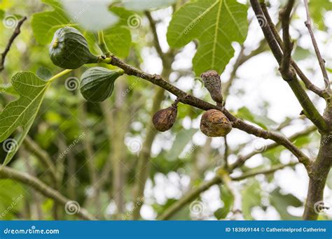 Fig Flower Tree Disease. Dried Small Brown Fig Stock Photo - Image of ...