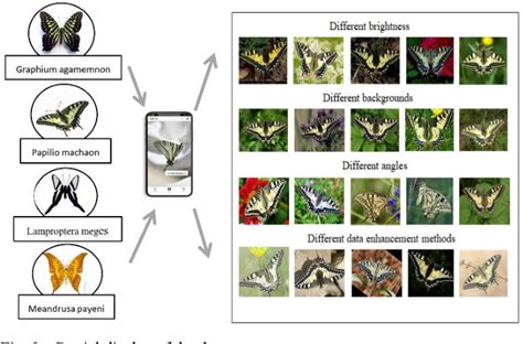 Figure 2 from Identification of Papilionidae Species in Yunnan Province ...