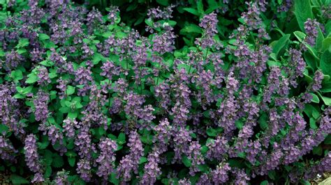 Catmint vs Catnip: Are they the same thing? | PetsRadar