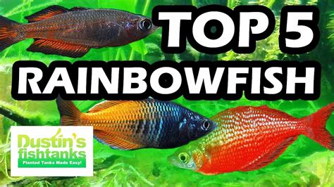 TOP 5 FAVORITE RAINBOWFISH FRESH WATER AQUARIUM FISH - YouTube