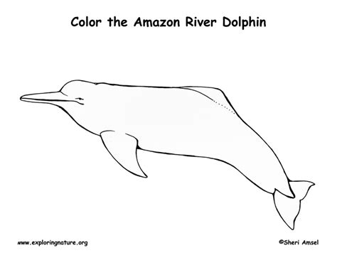 Dolphin (Amazon River) Coloring Page