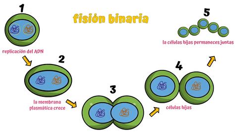 Qué significa fisión binaria en biología