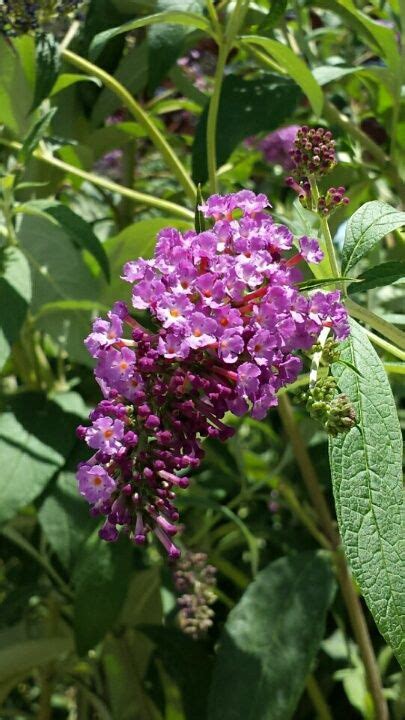 Royal Red Butterfly Bush Buddleia davidii 'Royal Red' Wonderful variety grows quickly to 6 x 4 ...