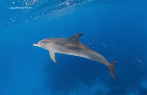 Dolphin Communication - Wild Dolphin Project