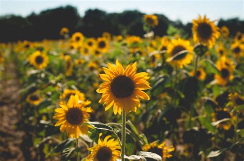 Aesthetic Sunflower Field Wallpapers - Wallpaper Cave