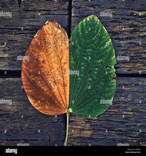 Symmetry in nature Stock Photo - Alamy